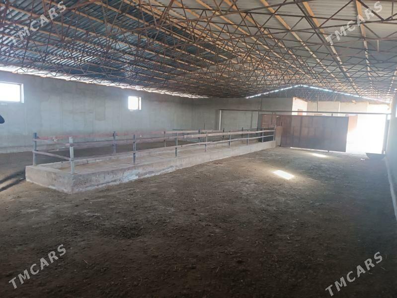 ferma - Mary - img 9