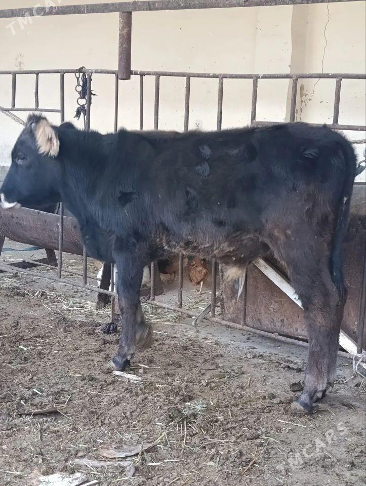 şiwes öküz - Bäherden - img 2