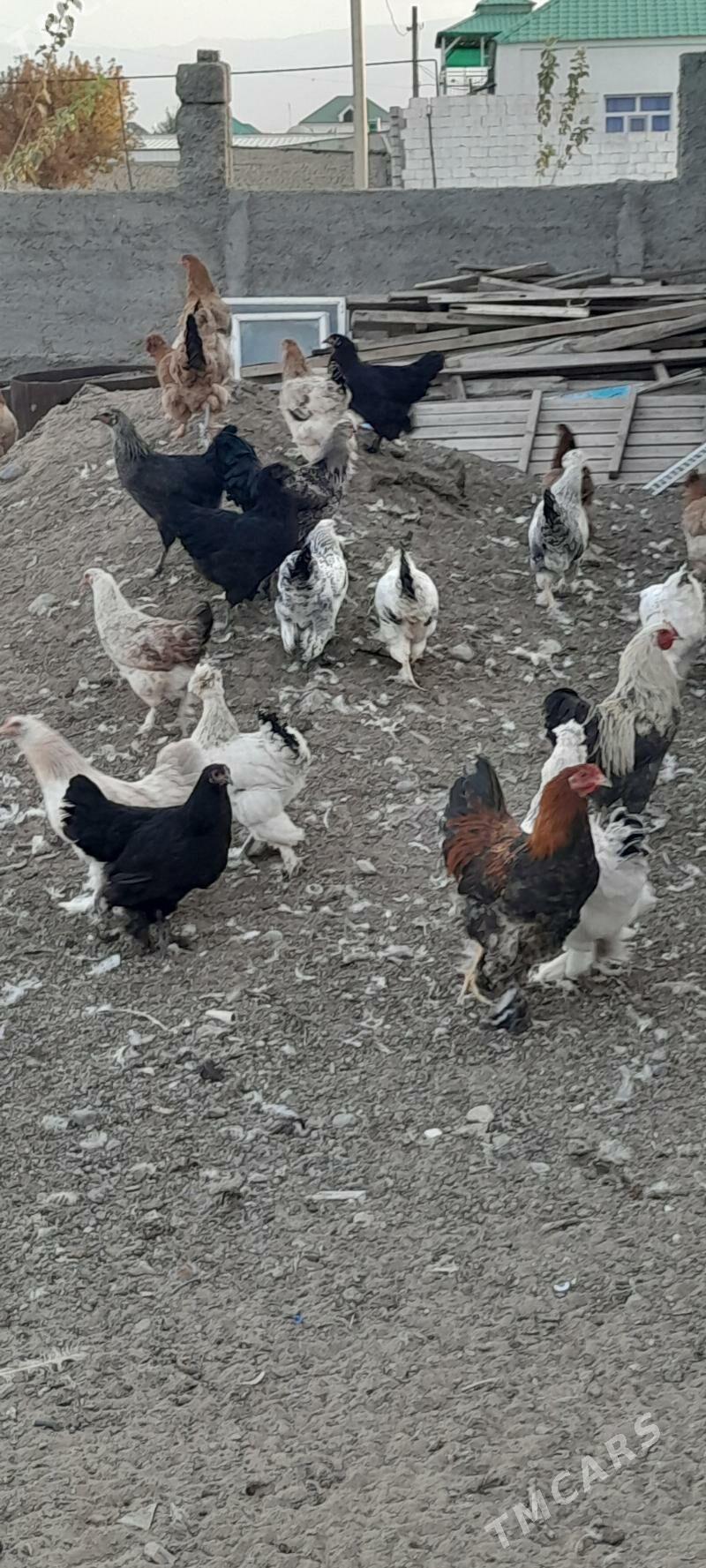 balgar towuklar - Änew - img 2