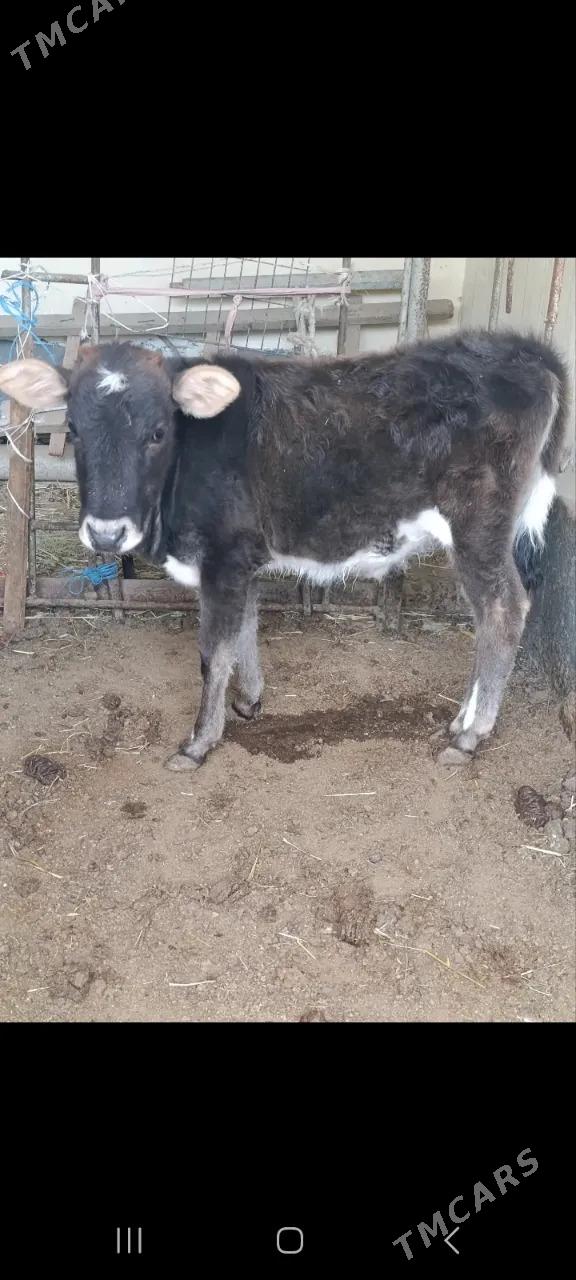 tüwe - Aşgabat - img 2