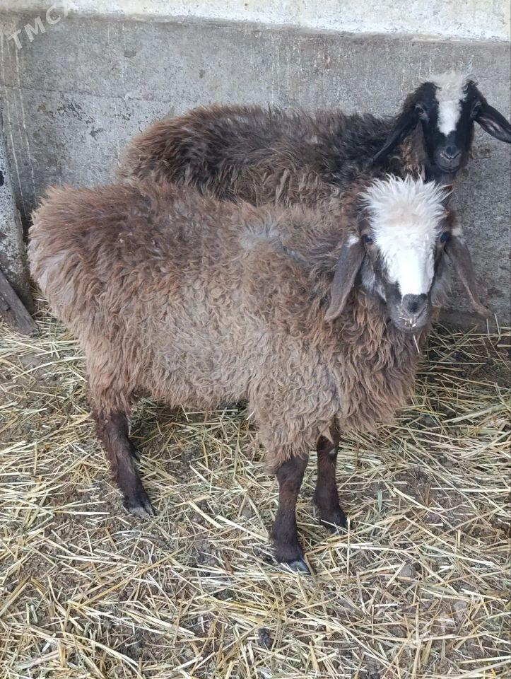 toklylar - Bäherden - img 3