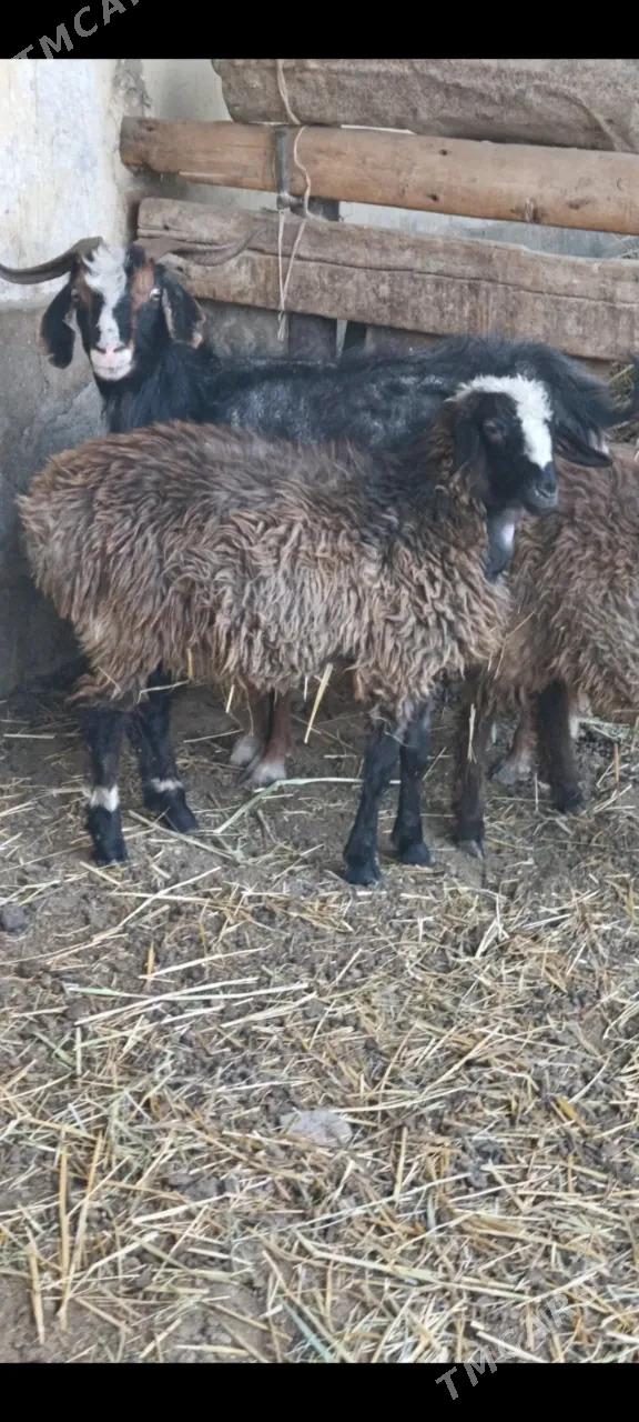 toklylar - Bäherden - img 4