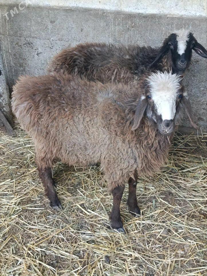 toklylar - Bäherden - img 1