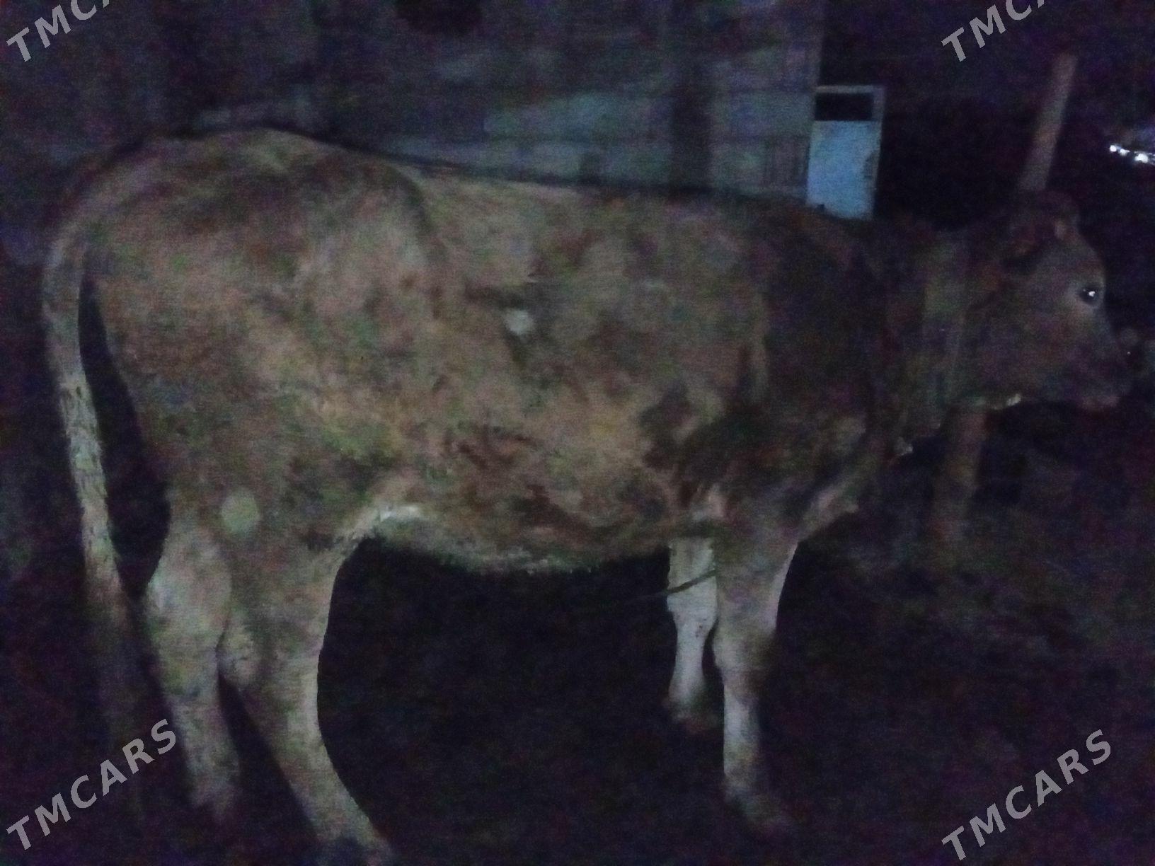 sygyr - Bäherden - img 2