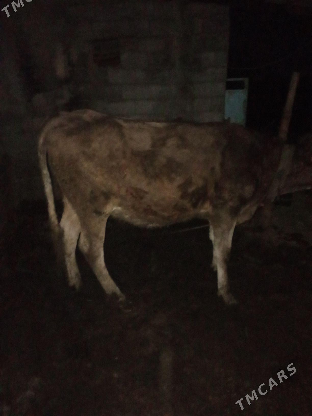 sygyr - Bäherden - img 3