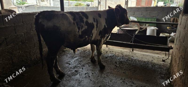 Semental okuz - Ашхабад - img 3