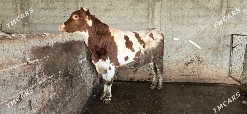 Semental okuz - Ашхабад - img 1