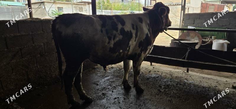 Semental okuz - Ашхабад - img 2