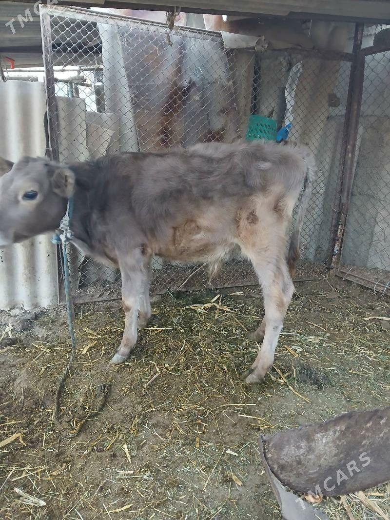 okuz - Гёкдепе - img 1