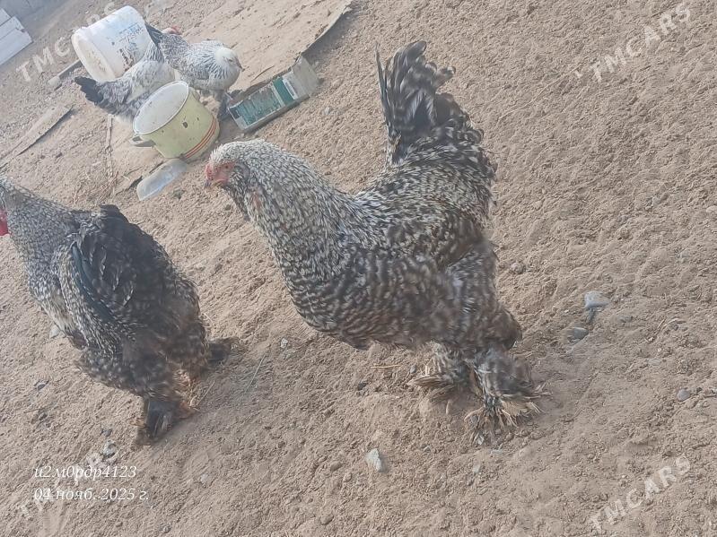 brama towuk - Чоганлы - img 8