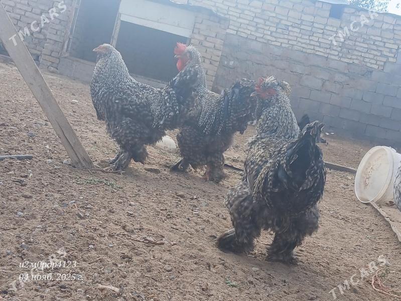 brama towuk - Чоганлы - img 7