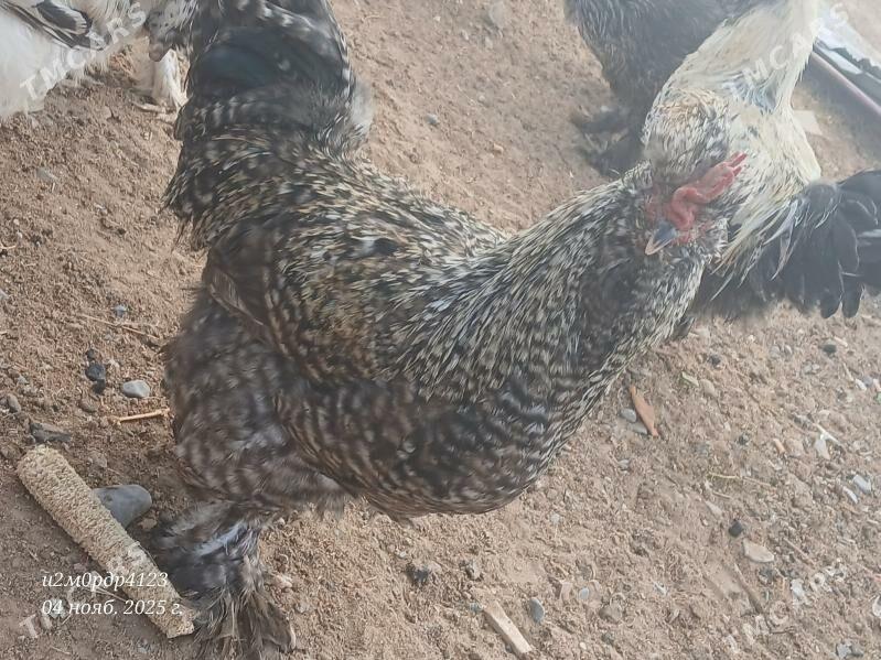 brama towuk - Чоганлы - img 2