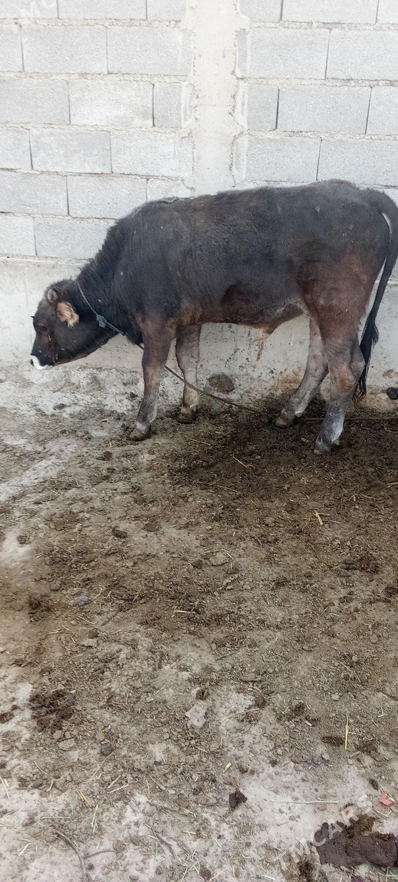 öküz - Gökdepe - img 2