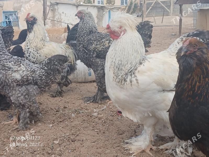 brama towuk - Чоганлы - img 6