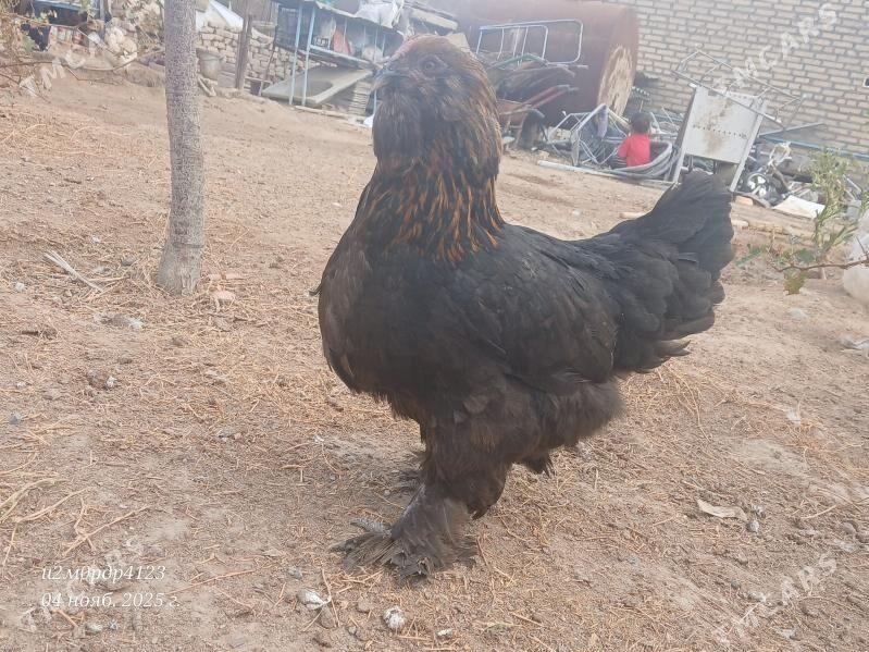 brama towuk - Чоганлы - img 1