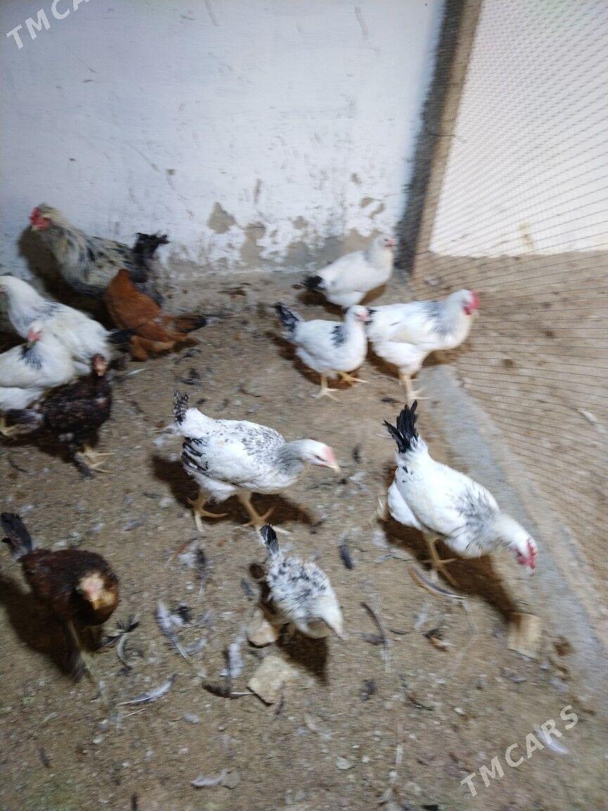 Adler towuk - Änew - img 1