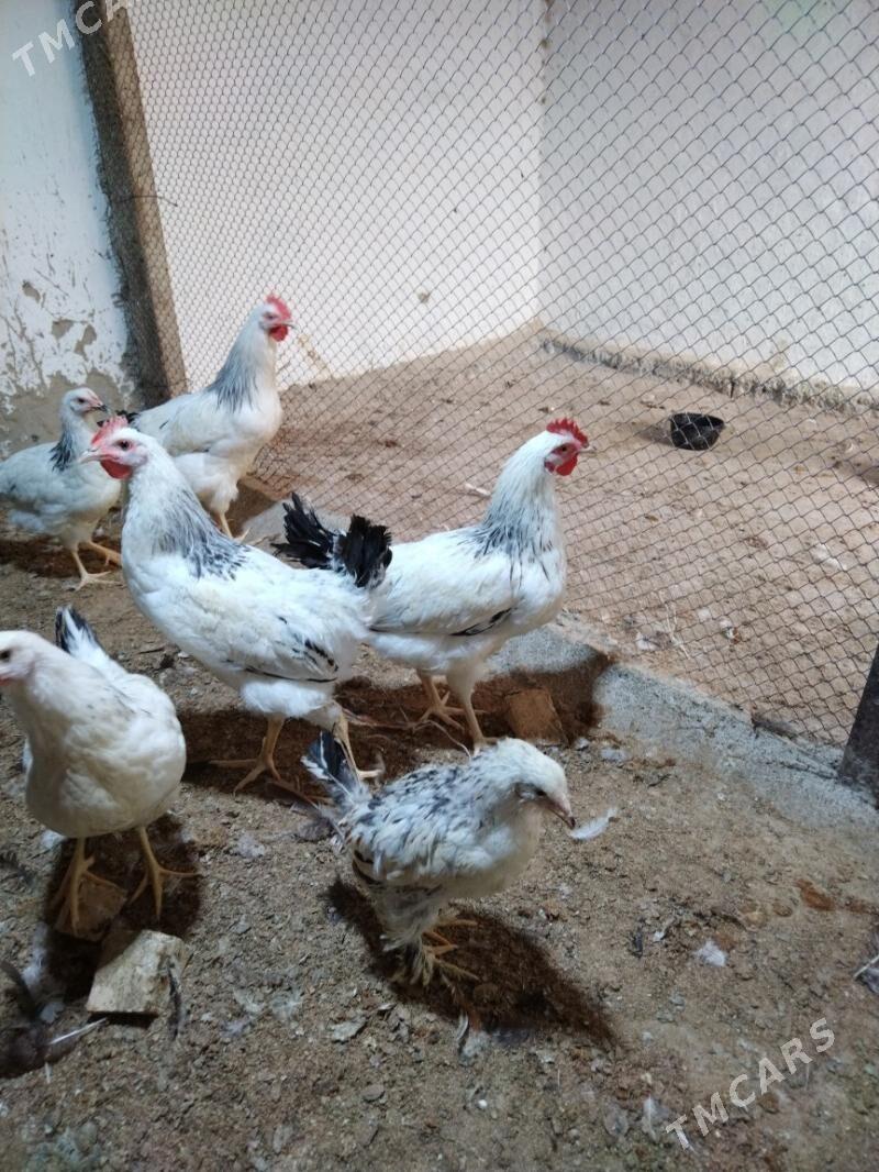 Adler towuk - Änew - img 2