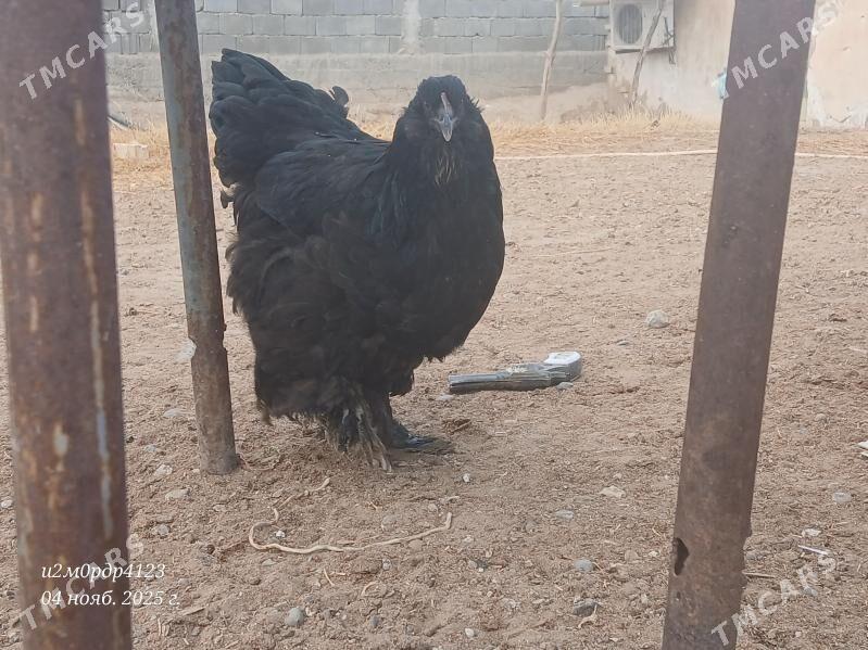 brama towuk - Чоганлы - img 5