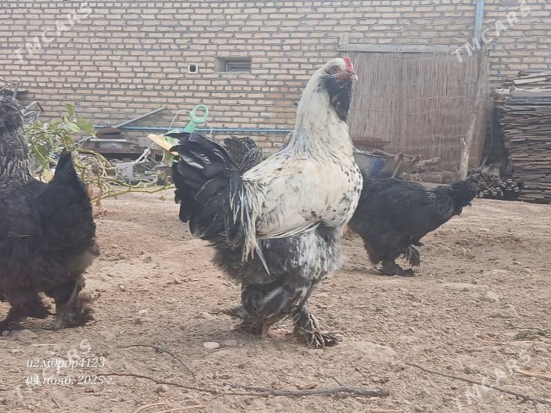 brama towuk - Чоганлы - img 4