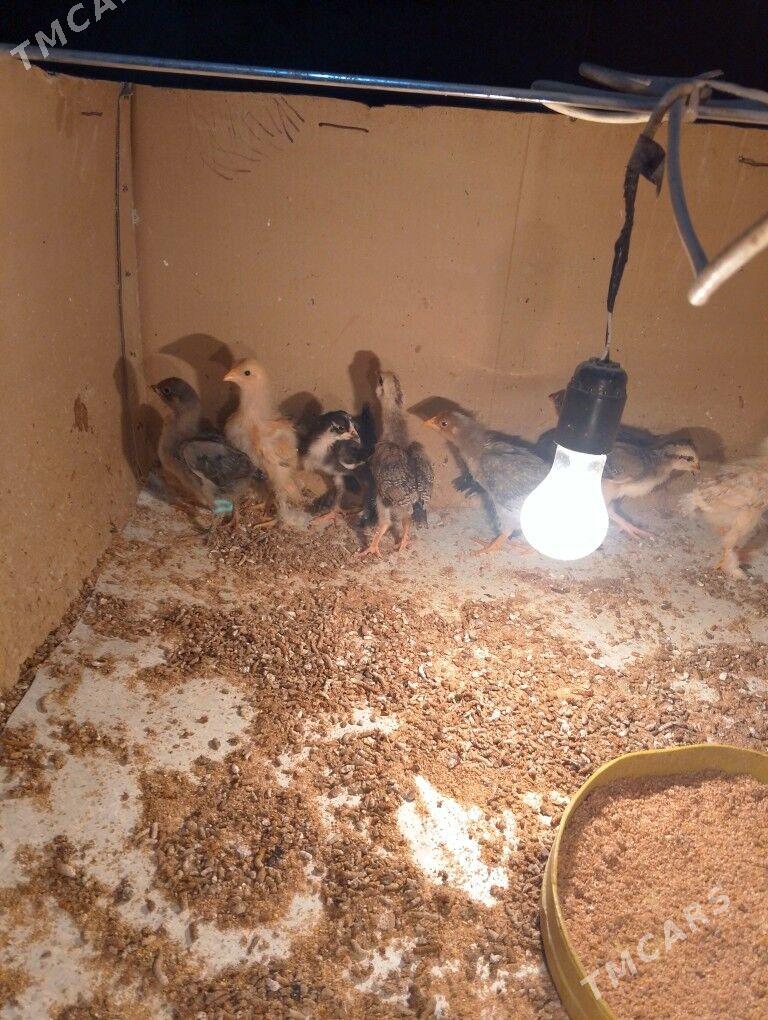 paroda jüjeler - Gumdag - img 2