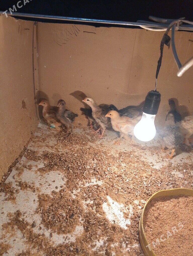 paroda jüjeler - Gumdag - img 3