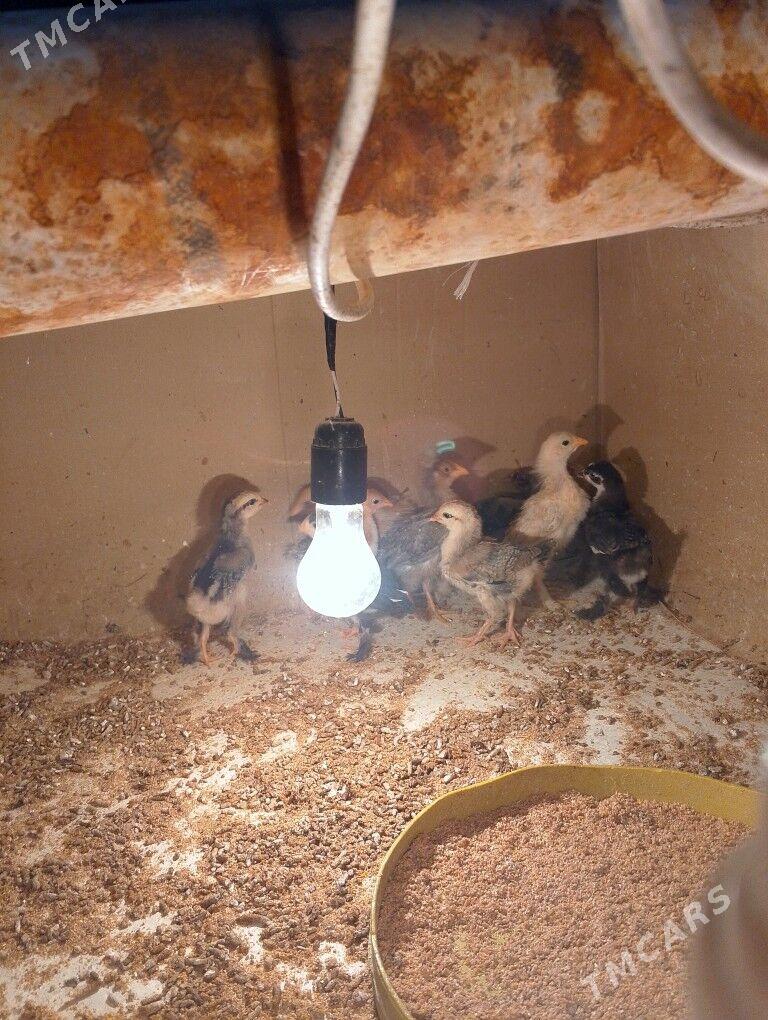 paroda jüjeler - Gumdag - img 1