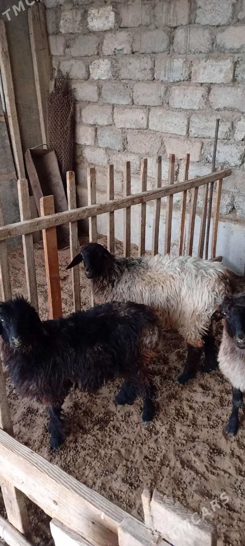 tokly - Aşgabat - img 2