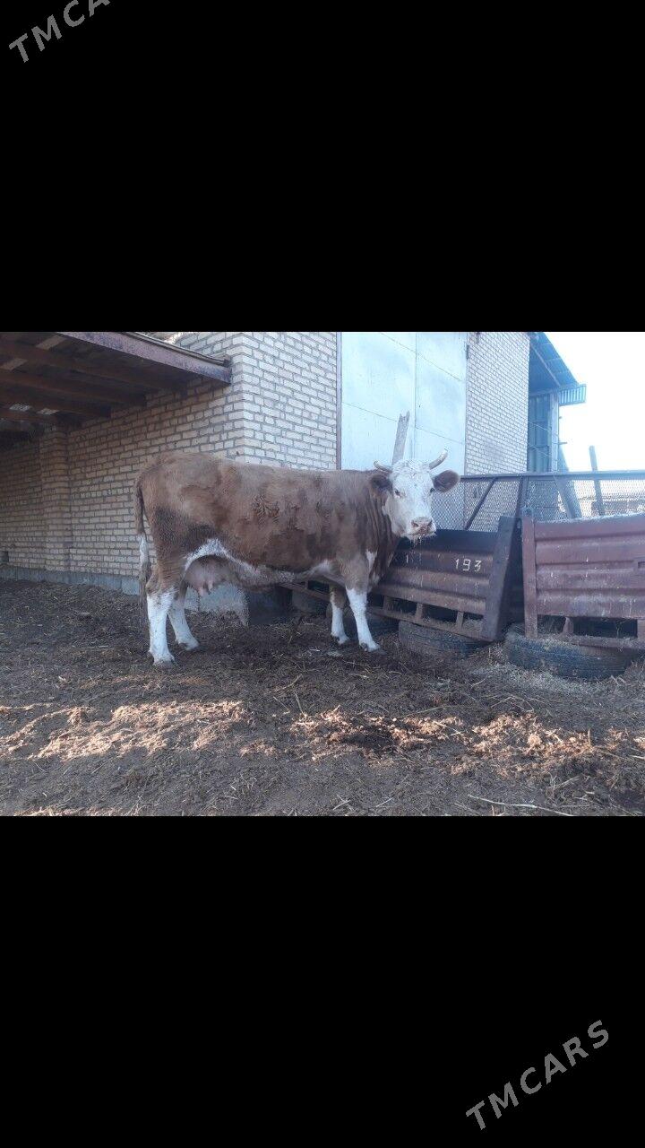 Semental sygyr - Çärjew - img 3