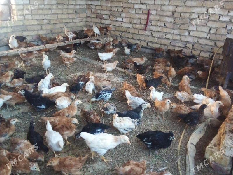 Jüýje 2 aýlyk - Kaka - img 4