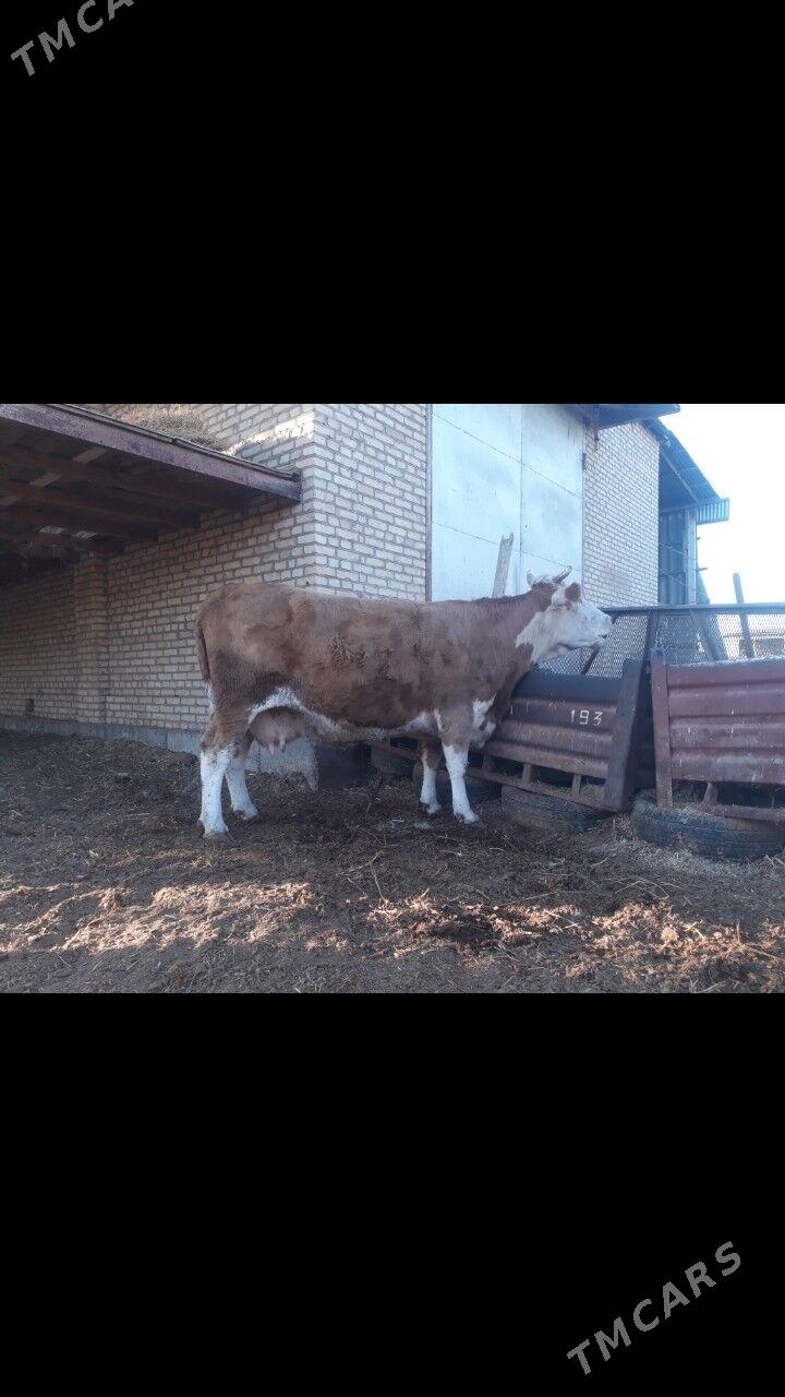 Semental sygyr - Çärjew - img 2