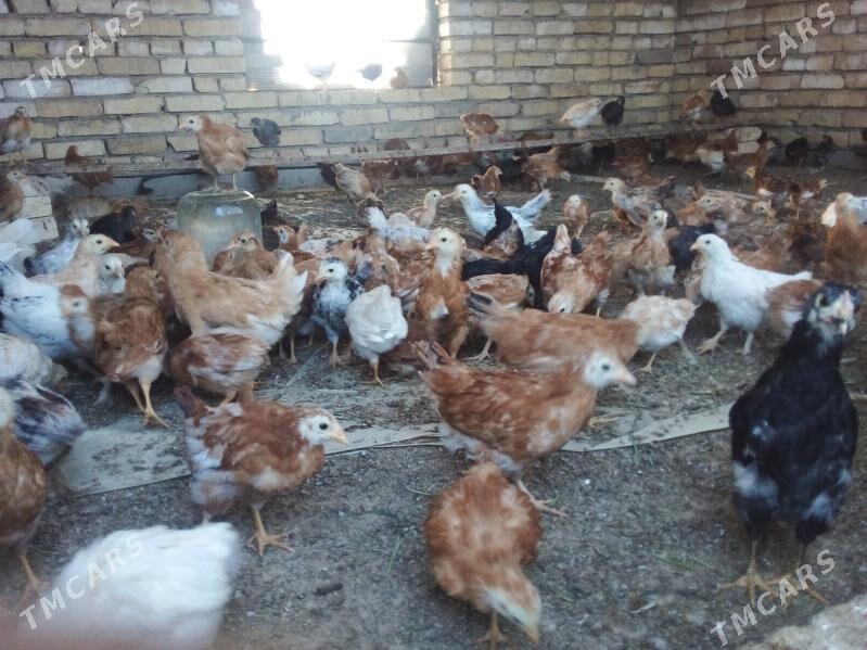 Jüýje 2 aýlyk - Kaka - img 2