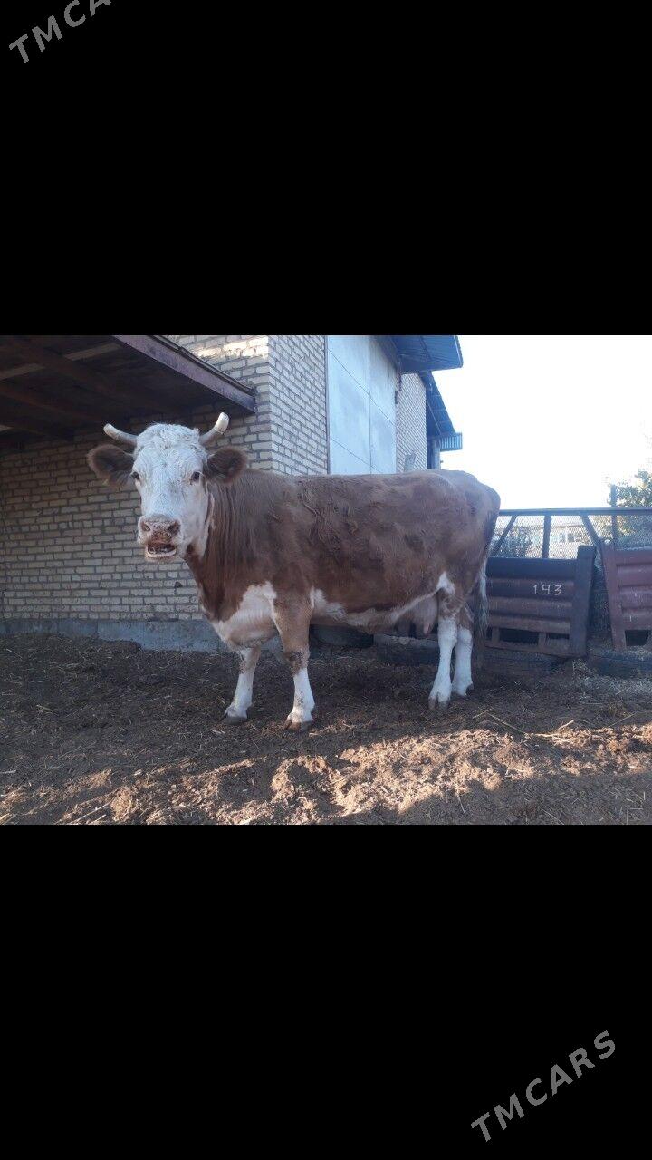 Semental sygyr - Çärjew - img 1