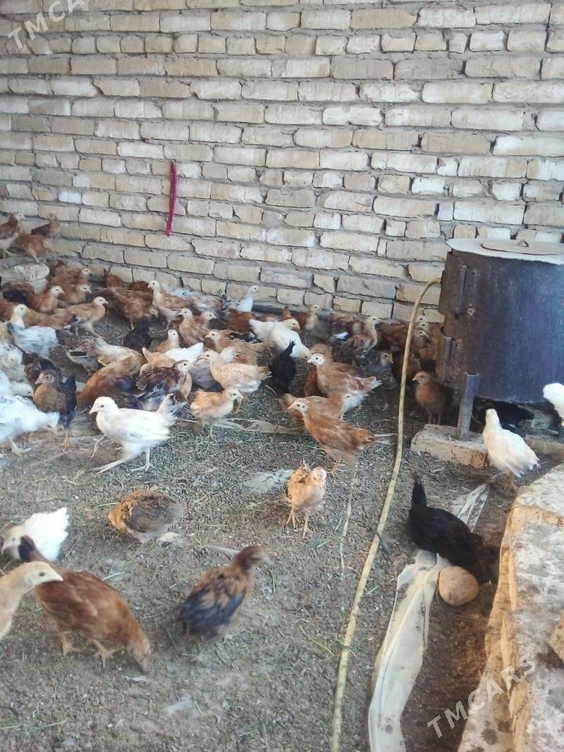 Jüýje 2 aýlyk - Kaka - img 3