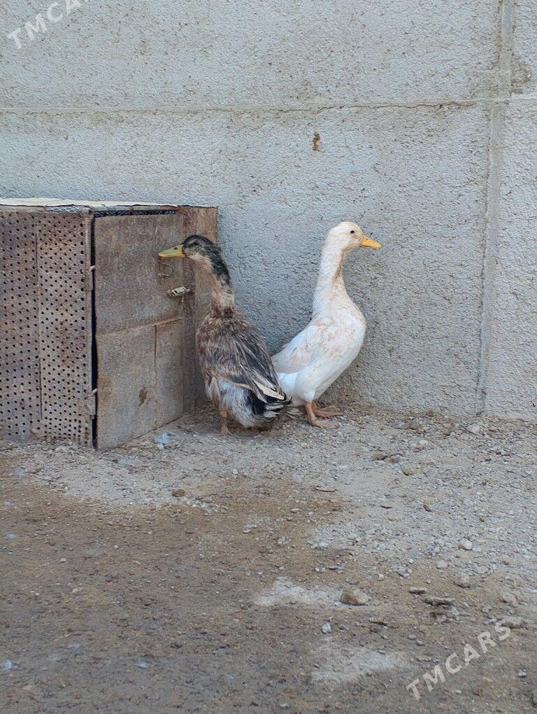 erkek ördek - Gumdag - img 2