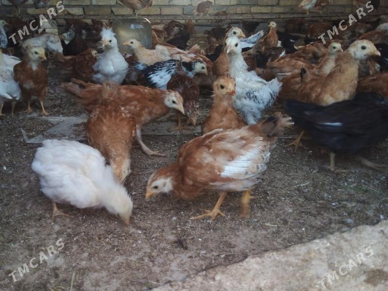 Jüýje 2 aýlyk - Kaka - img 5