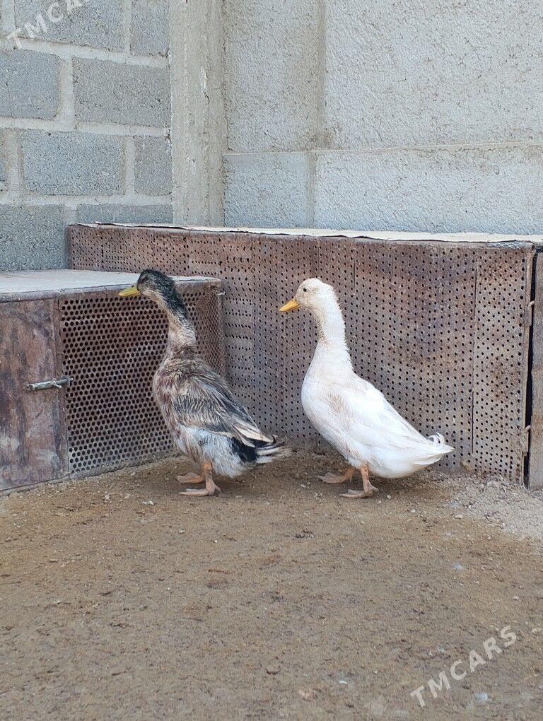 erkek ördek - Gumdag - img 1