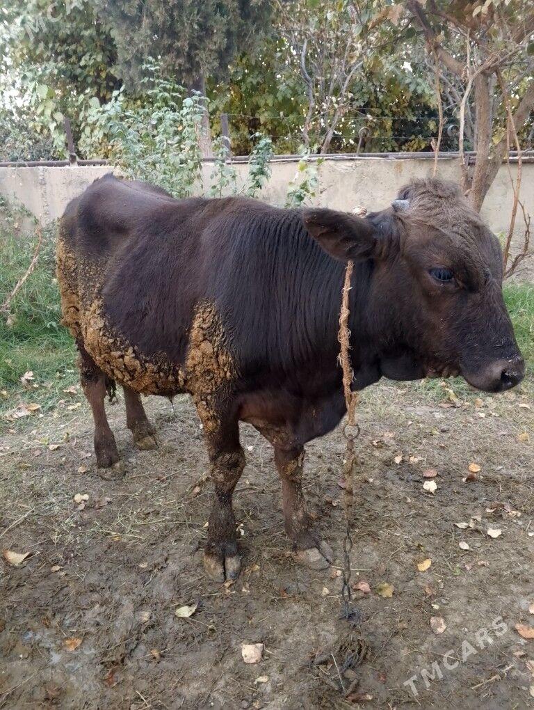 swes öküz - Bäherden - img 1