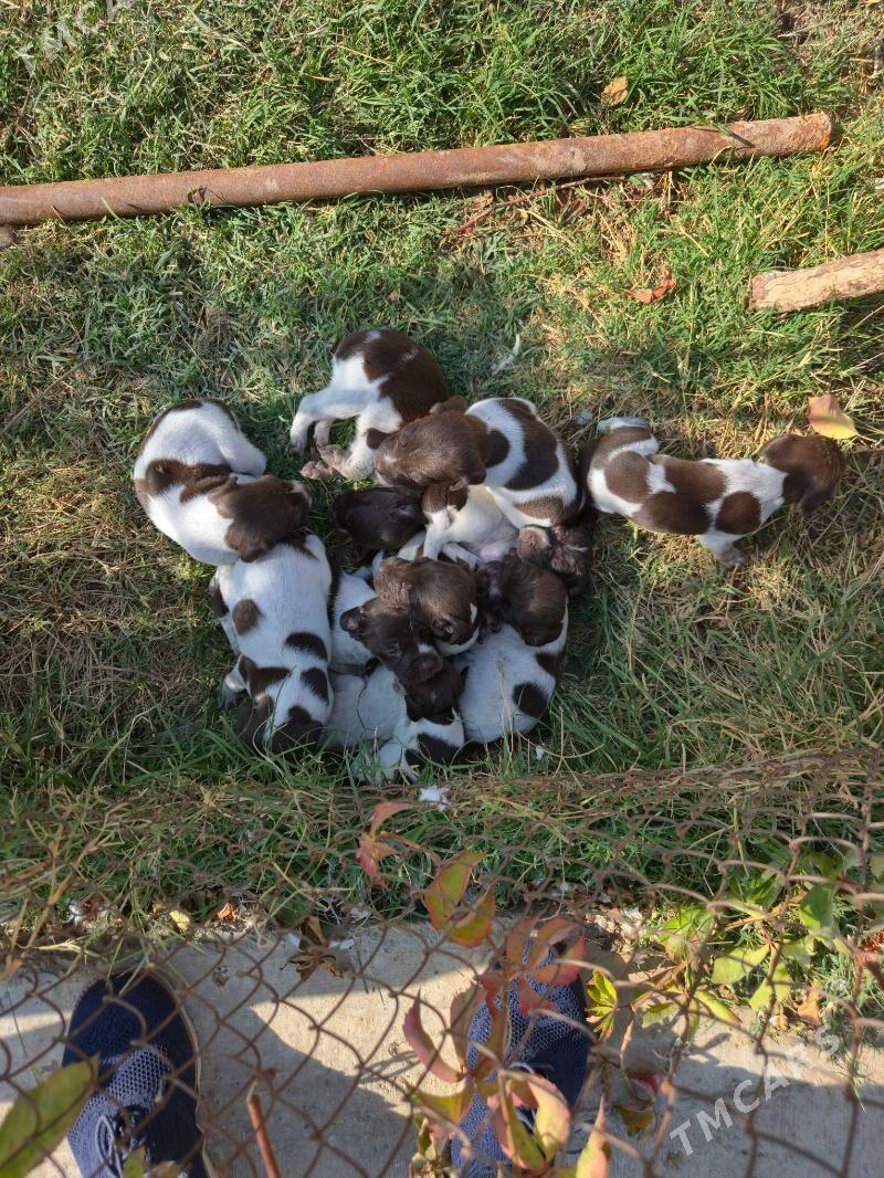 Kursshar awcy it paroda - Ашхабад - img 6