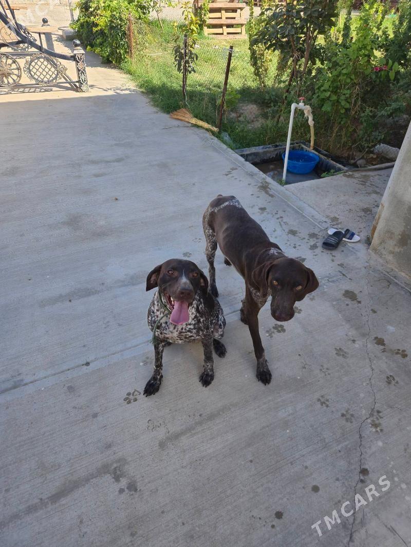 Kursshar awcy it paroda - Ашхабад - img 2