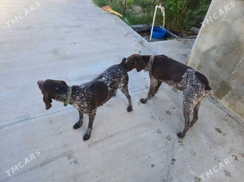 Kursshar awcy it paroda - Ашхабад - img 4