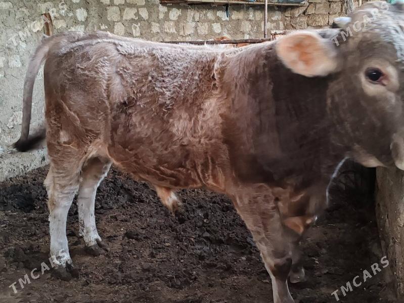 Öküz - Balkanabat - img 2