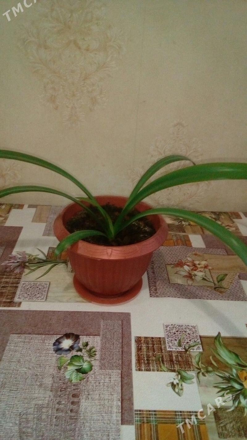 Лилия домашняя(паучковая). - Mary - img 2