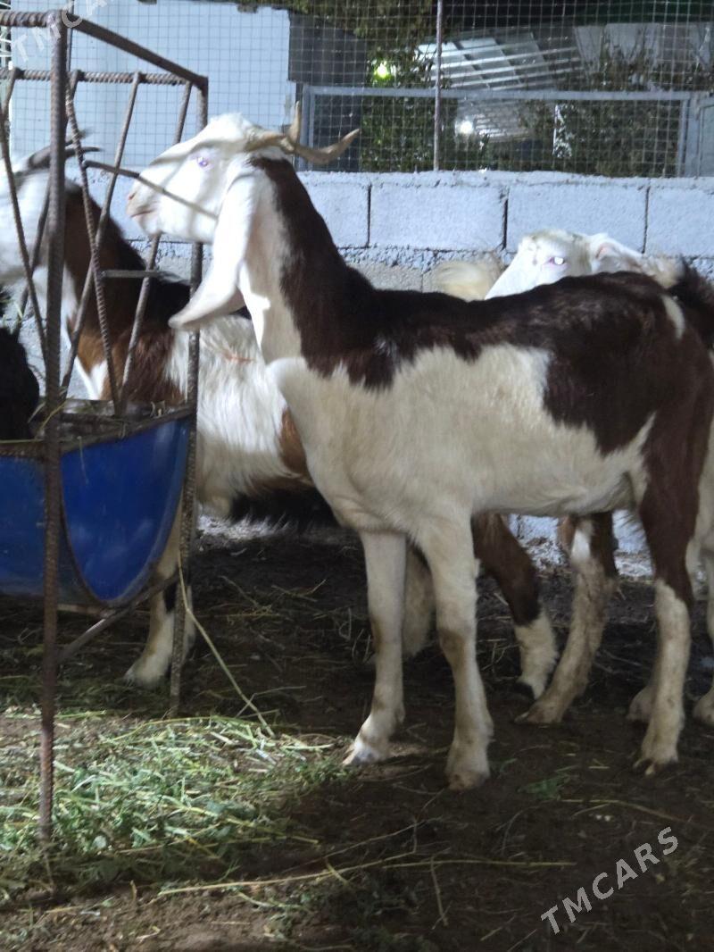 Pakistan geci - Aşgabat - img 5