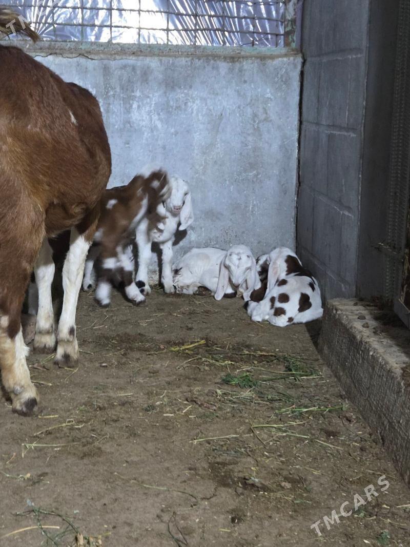 Pakistan geci - Aşgabat - img 4