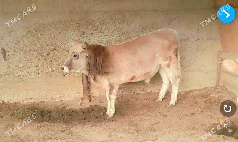 Öküz - Анев - img 2