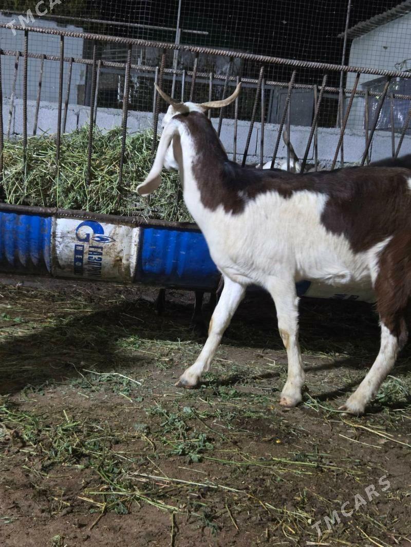 Pakistan geci - Aşgabat - img 3