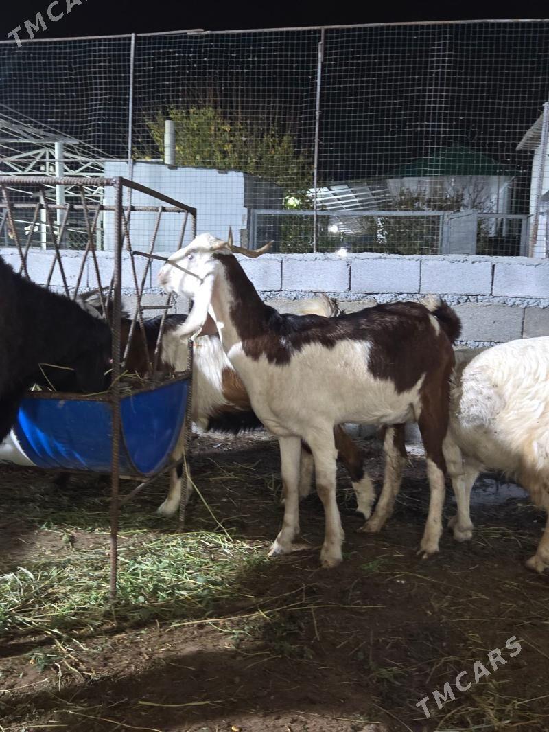 Pakistan geci - Aşgabat - img 7