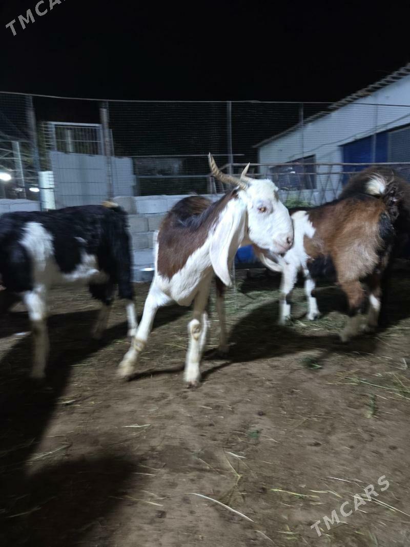 Pakistan geci - Aşgabat - img 6