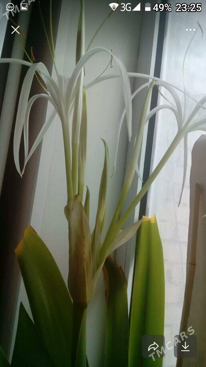 Лилия домашняя(паучковая). - Mary - img 3
