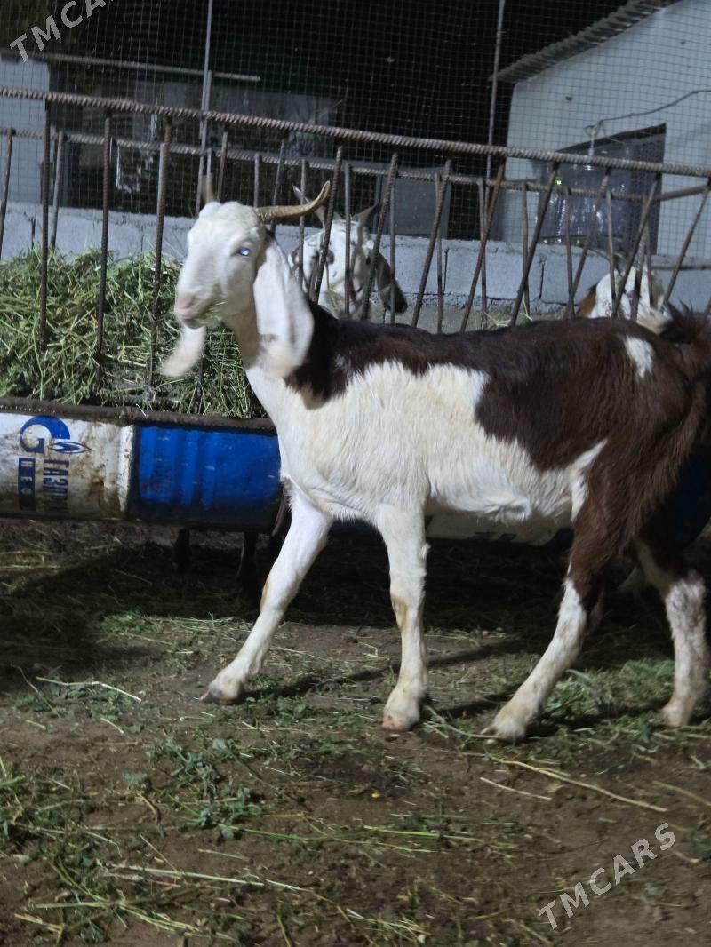 Pakistan geci - Aşgabat - img 2